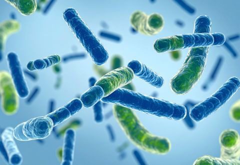 Equilibrio Digestivo Post-Excesos: La Ciencia Detrás de los Probióticos 🔬